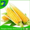 High yield popcorn seed for cultivating