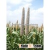 Green Milet Seeds FOR EXPORT