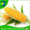Top Quality Sweet Corn Seed For Planting