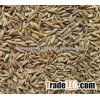 Quality Fresh Jeera Suppliers