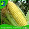 Chinese Hybrid F1 Yellow Glutinous Corn Seed For Planting