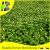 Hot Sale Buckwheat Seeds