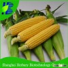 Chinese Hybrid F1 Yellow Glutinous Corn Seed For Sowing