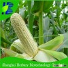 Good quality sweet corn seed with competitive price for growing
