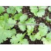 HIGH YIELD CORIANDER SEEDS