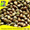 High Yield Buckwheat Seeds