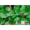 HIGH YIELD PRICE OF SPLIT CORIANDER SEEDS