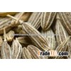 Pure Jeera for Dubai Market