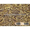 Cumin seeds 99 % pure