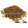 Singapore 99 % Purity Cumin Seeds