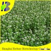 High Yield Tartary Buckwheat Seeds