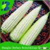 High Yield Chinese Hybrid Bulk Incredible Sweet Corn Seed For Cultivation