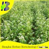 Good Quality Tartary Buckwheat Seeds