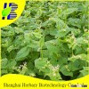 Hot Sale Tartary Buckwheat Seeds