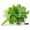 AGRICULTURE SEEDS COMPANIES FOR CORIANDER SEEDS