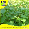 2016 Hot Sale Buckwheat Seed For Cultivation