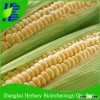 Chinese Sweetness Corn Seeds for planting