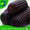 Black purple hybrid maize corn seed for planting