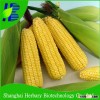 2016 High Yield Hybrid F1 Maize Seed