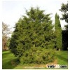 Cupressus torulosa