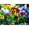 Pansy seed ,Viola for planting