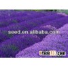 home garden growing Lavender seeds