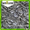 Common Cultivation Type 2015 new crop sunflower seeds price with top quality from Kingland