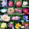 High Sprouting Rate Black Lotus Seed Water Lily seeds For Growing Beautiful Lotus Flowers