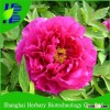 2016 Hot sale perennials flowers Peony seeds for planting