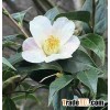 Camellia sinensis