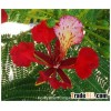 Delonix regia