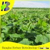 2016 Latest Buckwheat Seed