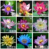 Lotus bowls seeds all colors available