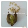 Fast Growing Tree Seeds-Paulownia Elongata Seed/Paulownia Tomentosa Seeds/Paulownia Seed For Plantin