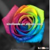 Professional flower seed company wholesale rainbow rose seeds