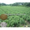 High Quality Stevia Seeds/Seeds Stevia/Stevia Rebaudiana Seed For Cultivating With High Germination 