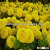 Hybrid F1 Marigold Seeds For cultivation
