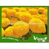 High Yield F1 Hybrid Marigold Seeds VGMG 300.02