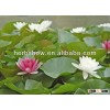 Nymphaea candida/Nymphaeaceae seeds/Nymphaea alba/white pond lily seeds