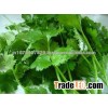 BULK VEGETABLE SEEDS imported coriander seeds verity for export