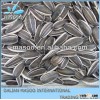 Chinese sunflower seeds with good quality of 5009 size