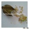 Fast Growing paulownia elongata and tomentosa Tree Seeds