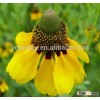 Prairie Coneflouer, Ratibida columnifera, Flower seeds, Herb seed, Vegetalbe seed, Fruit seed, Grass