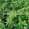 High quality Medicago sativa seeds LADINOU for planting