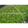 Duranta repens cv.Dwarf Yellow