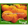 High Yield F1 Hybrid Marigold Seeds VGMG 300.04