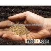 MULBERRY SEEDS IN BULK FOR SALE