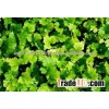 BULK VEGETABLE SEEDS KALAMI CORIANDER SEEDS FOR EXPORT