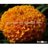 Marigold flower seed Tagetes erecta L