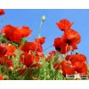 Poppy Red Flowers Seeds